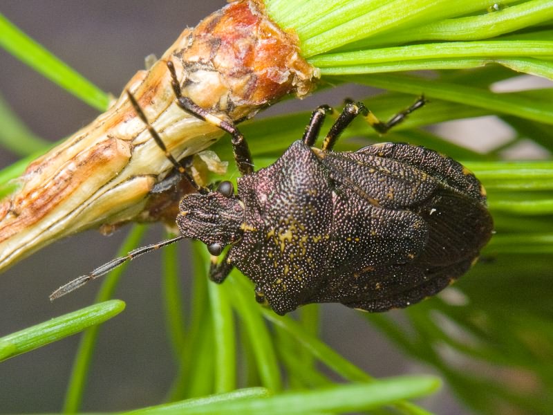 Rhacognathus punctatus (Linnaeus, 1758)